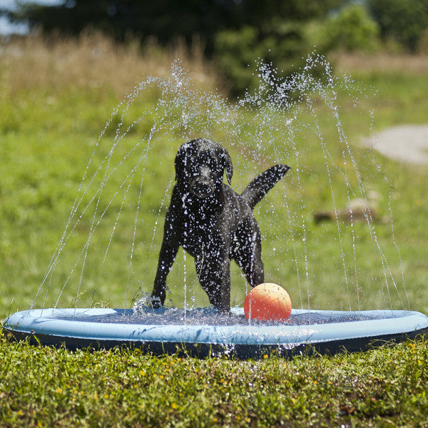 Piscina com Repuxos de Água para Cães