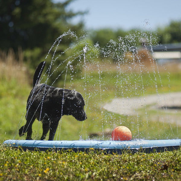 Piscina com Repuxos de Água para Cães
